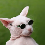 Hairless cats are classified into several types and breeds.(Hairless Cat)