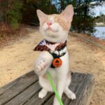Unwavering Spirit: The Amazing Travels of Blind Cat Fawkes, A Fearless Adventure